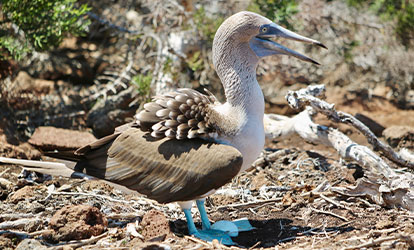 Blue-footed boobies hatching an egg.
