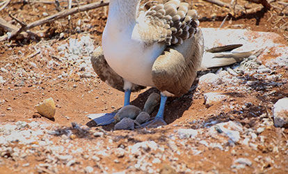 Blue-footed booby with its chicks.