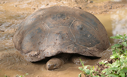 Galapagos giant tortoise in a mud puddle.