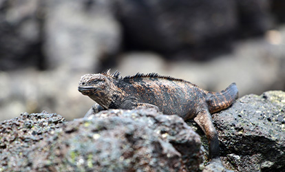 Marine iguana resting on a rock.