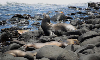 Sea lions on rocks.