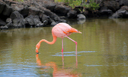 Flamingo in a lagoon.