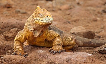 Iguana terrestre Galápagos