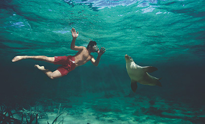 A person snorkeling with a sea lion.