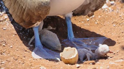 Blue-footed booby coming out of its shell.