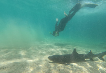 Snorkeling junto a un tiburón punta Blanca.