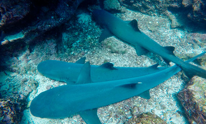 Whitetip reef sharks.