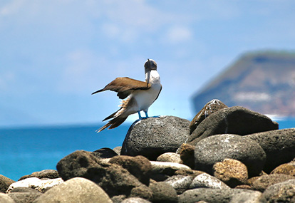 Blue-footed booby.