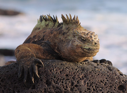 iguana marina