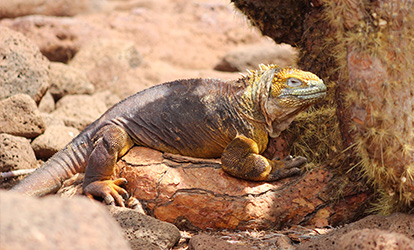 Iguana Terrestre de Galápagos