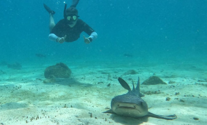 A person snorkeling next to a whitetip reef shark.