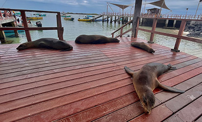 Sea lions resting on the pier of Isabela Island.
