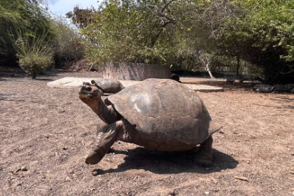 Galapagos giant tortoise in the breeding center Arnaldo Tupiza Isabela Island