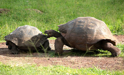 Two Galapagos giant tortoises playing.
