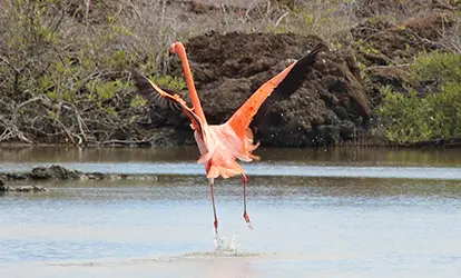 Flamingo.