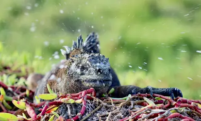 Iguana Marina de Galápagos.