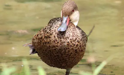 Patillo de Galapagos.