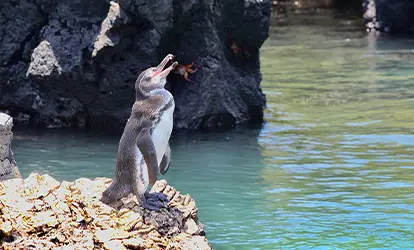 Pingüino de Galápagos.
