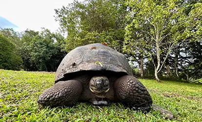 Tortuga gigante de Galápagos.