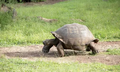 Tortuga gigante de Galapagos caminando.