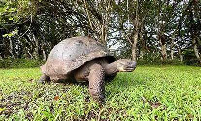 Tortuga gigante de Galapagos en el Chato.
