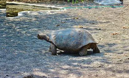 Tortuga en el Centro de interpretación Arnaldo Tupiza isla Isabela.