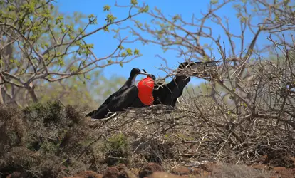 Fragata macho y fragata hembra posando sobre una rama.