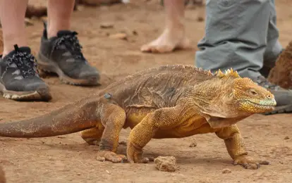 Iguana terrestre de color amarillo caminando.