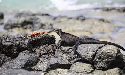 Iguana marina sobre rocas junto a una zayapa.