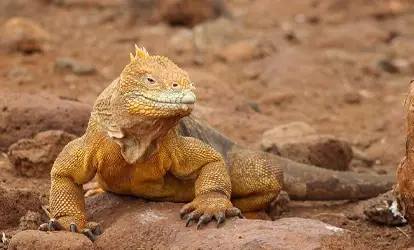 Iguana terrestre Galápagos descansando en una roca.