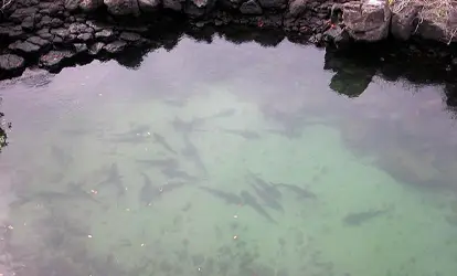 Las Tintoreras Canal.