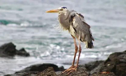 Lava heron on a stone.