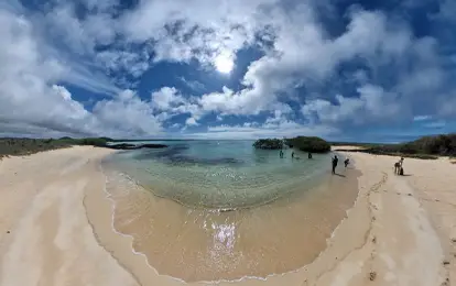 Persona haciendo snorkeling junto a un tiburón punta Blanca.