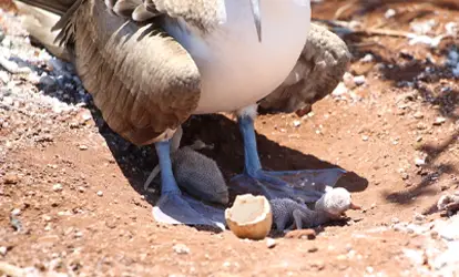 Piquero patas azules con pichones.