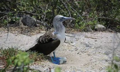 Piquero patas azules con empollando dos huevos.