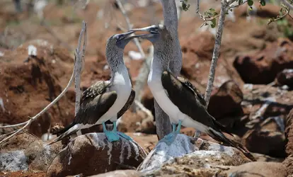 Piquero patas azules sobre una roca.