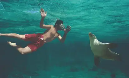 Persona haciendo snorkeling junto a un lobo marino.