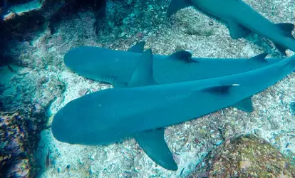 Tiburones Tintoreras.