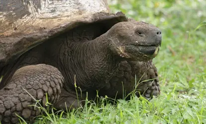Tortuga gigante de Galápagos.