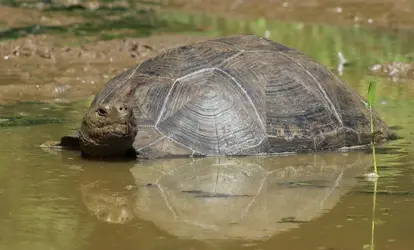Tortuga Gigante de Galápagos en una laguna.