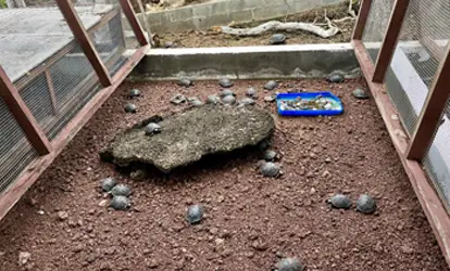 Criadero de tortugas bebes.