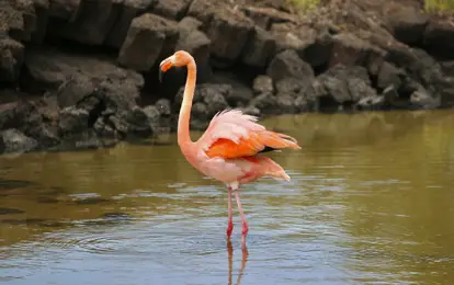 Flamingo en una laguna.