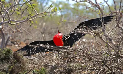 Fragata macho con las alas abiertas.