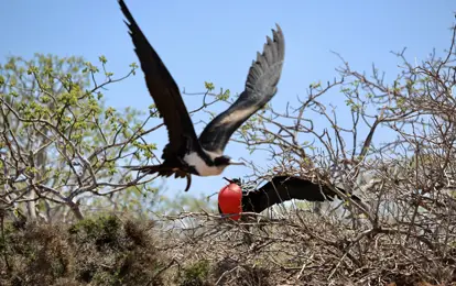 Fragatas en la isla Seymour.
