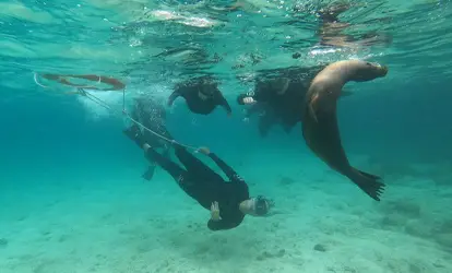 Grupo de personas haciendo snorkeling junto a un Lobo Marino.