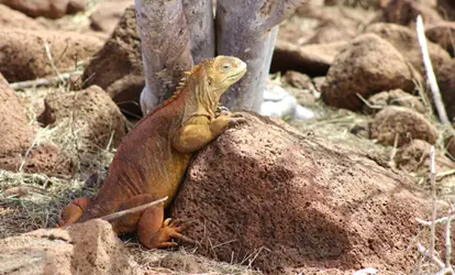 Iguana amarilla apoyada en una piedra.