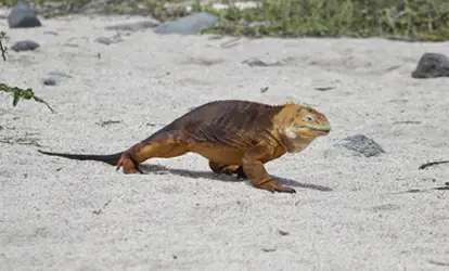 Iguana amarilla caminando en la arena.