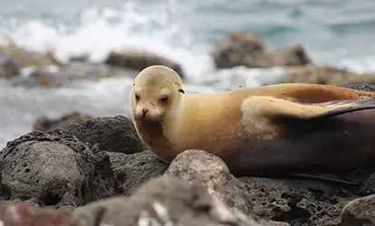 Lobo marino posando sobre las rocas.