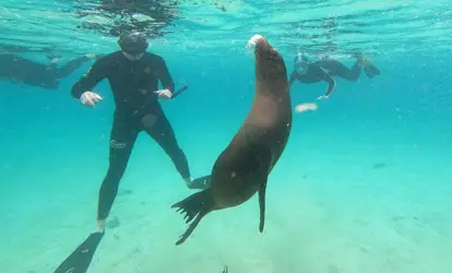 Personas Haciendo snorkeling junto a un Lobo Marino.