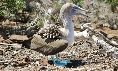 Piquero de patas Azules empollando un huevo.